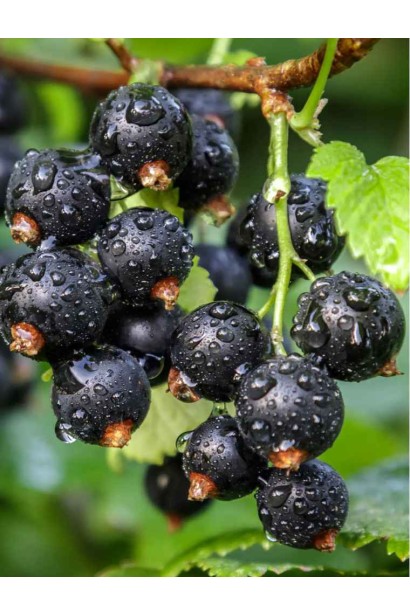 Плоди смородини чорної Фараон